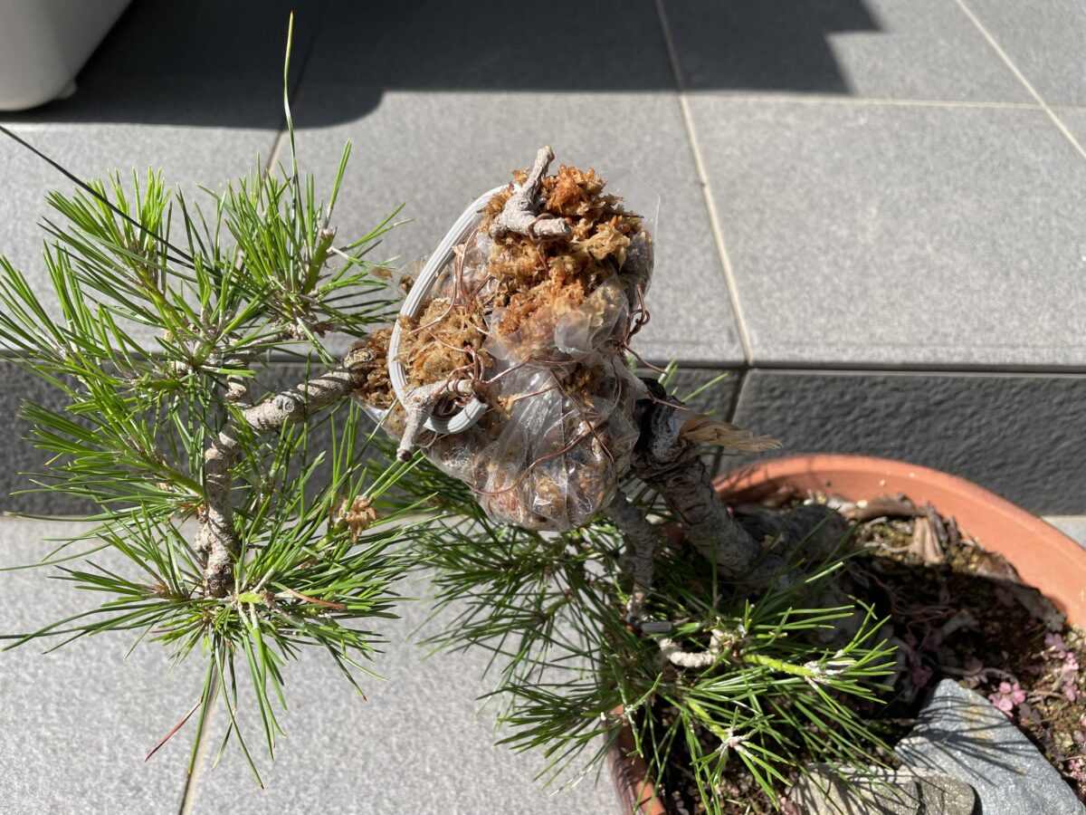 クロマツの取り木完了後