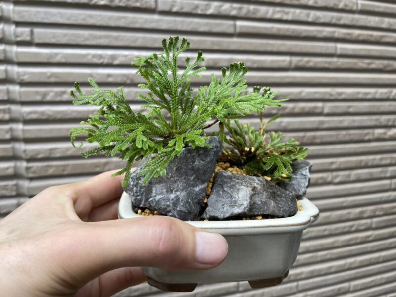 小さめの鉢に植えたイワヒバ