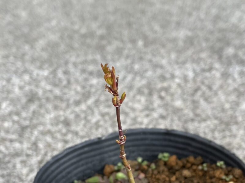 モミジの芽吹き