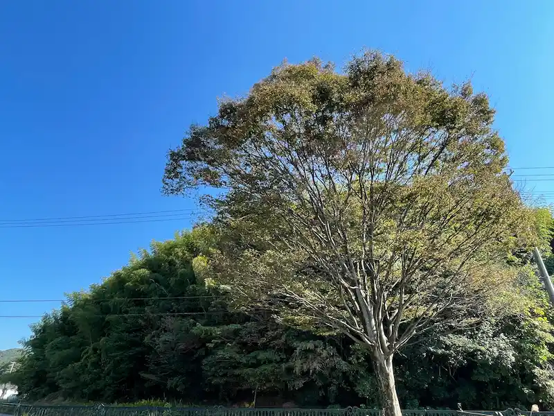 大きなケヤキ