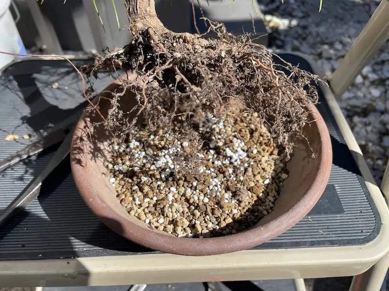 黒松の植え替え様子