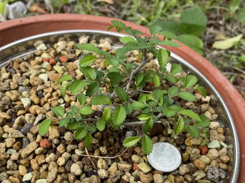 取り木後、芽吹いてきたニレケヤキ