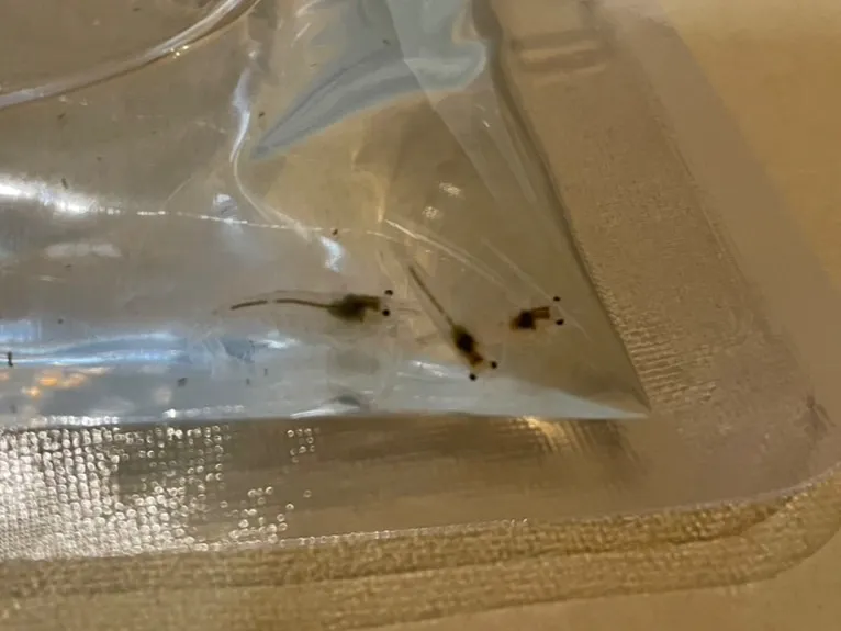 届いたミナミヌマエビ