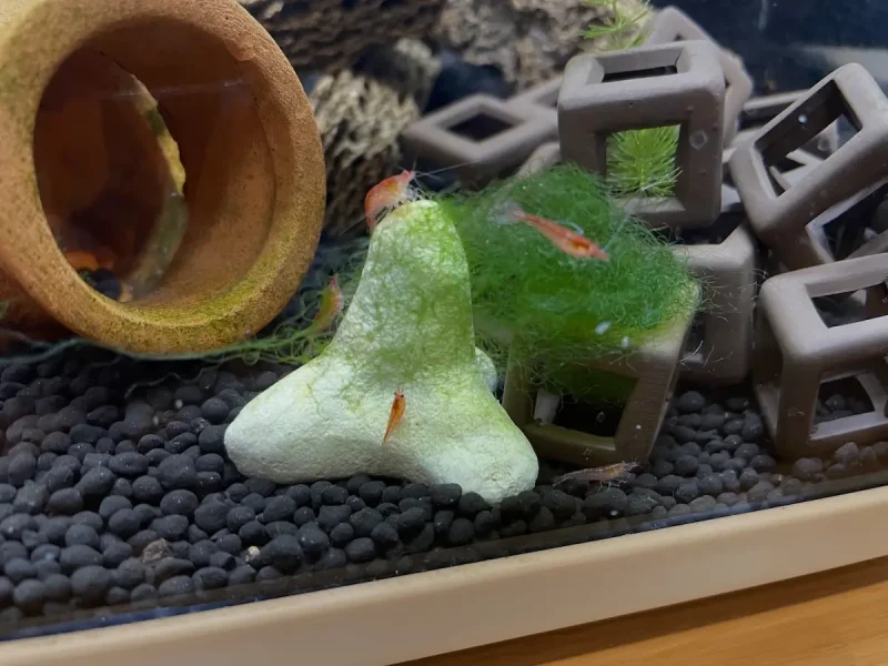 赤いミナミヌマエビ誕生