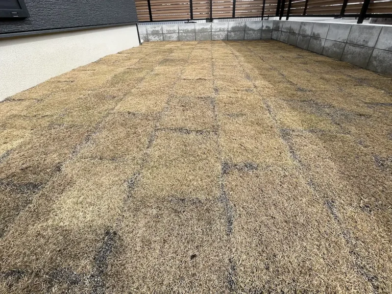 張り終えた芝生