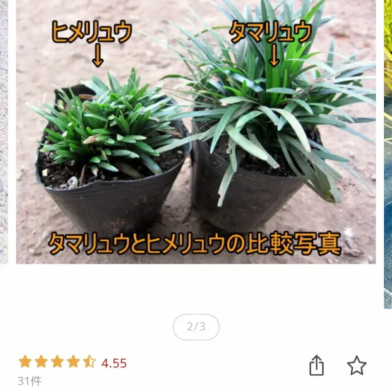 楽天市場での販売ページ