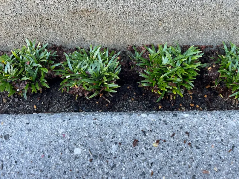 植え付け中のヒメリュウ
