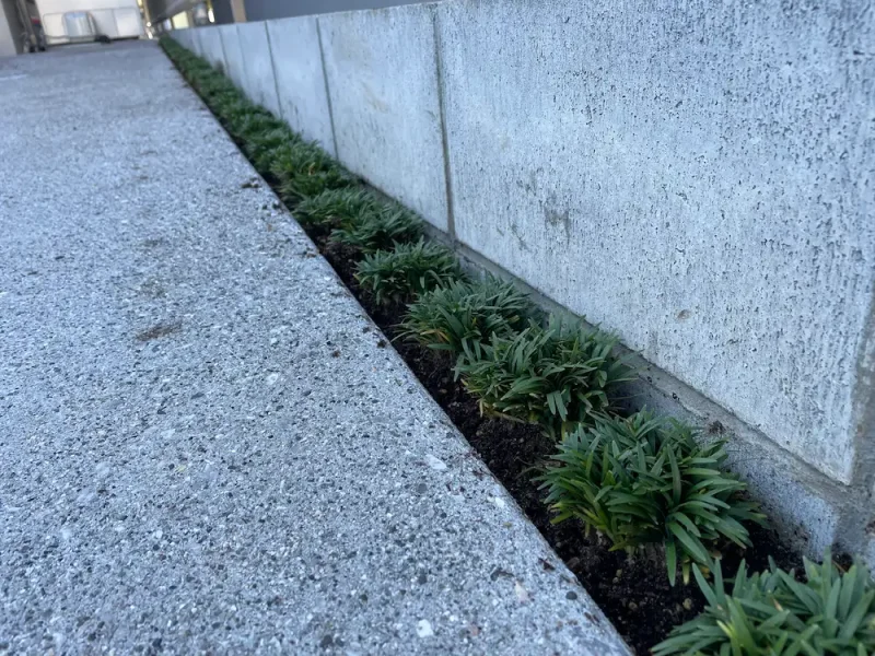 駐車場の端を飾る姫竜