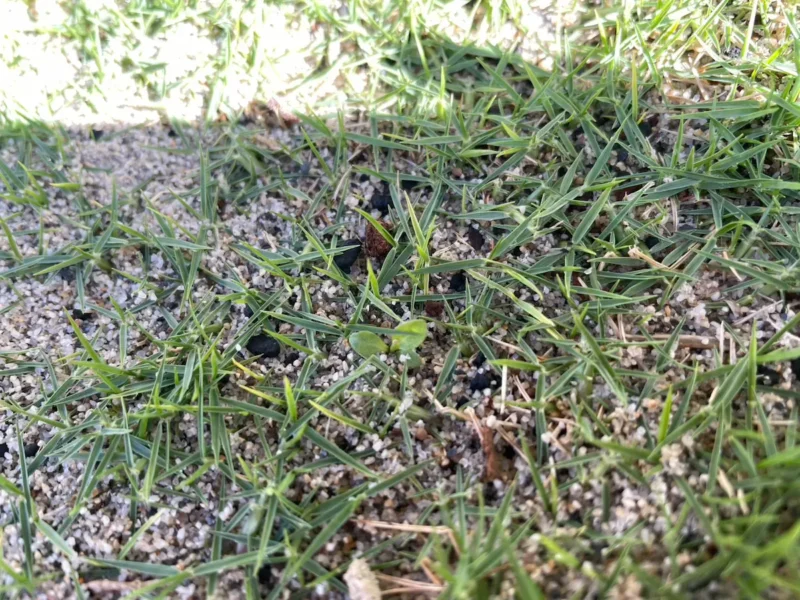 雑草が生えてきている様子