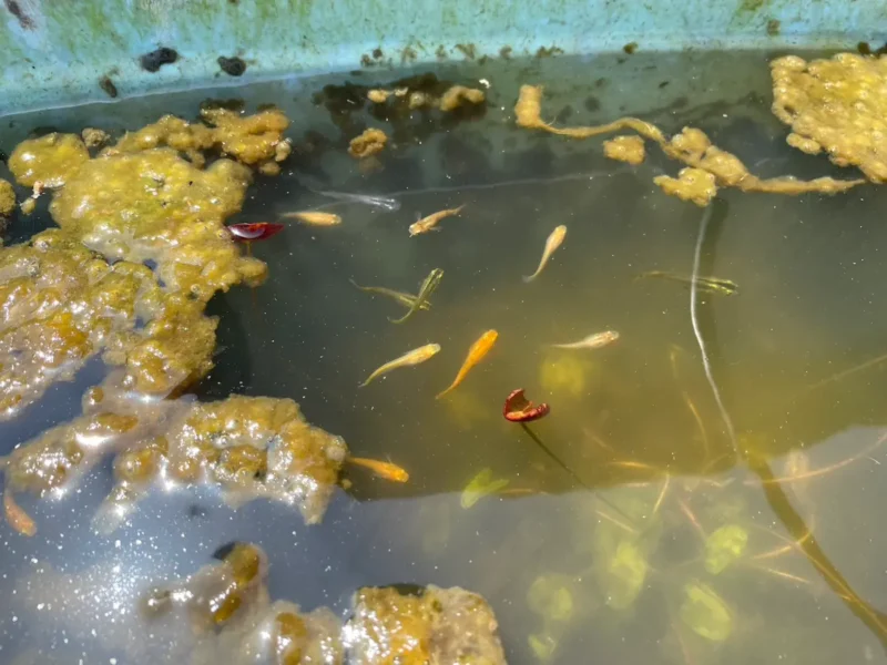 元気に泳ぎ回るメダカたち