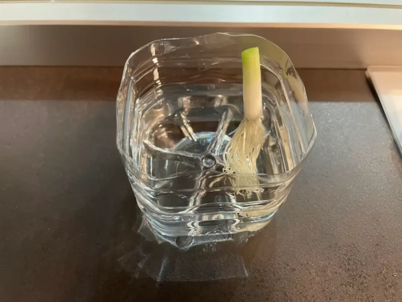 根元付近を残して水に浸けておく