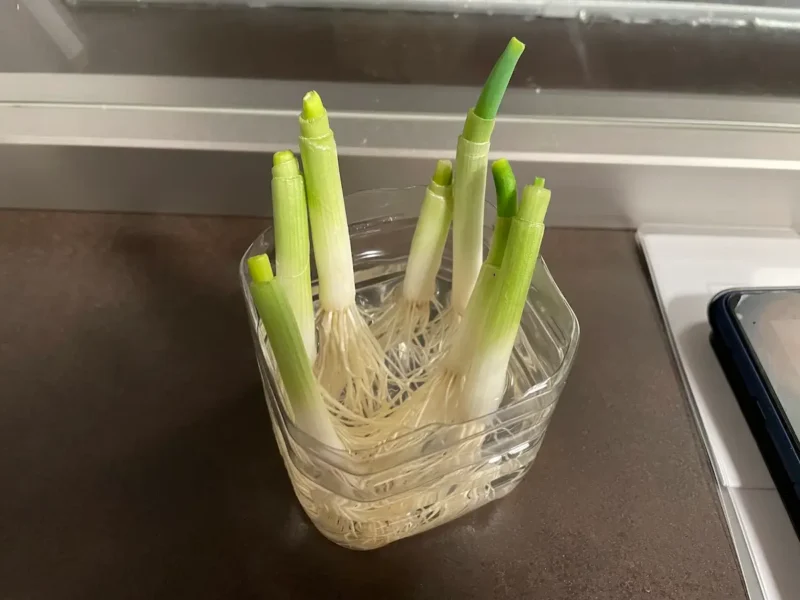 根元付近を残して水に浸けておく
