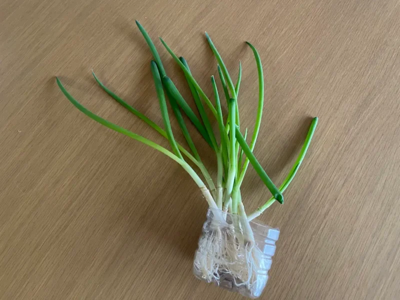 かなり成長したネギ