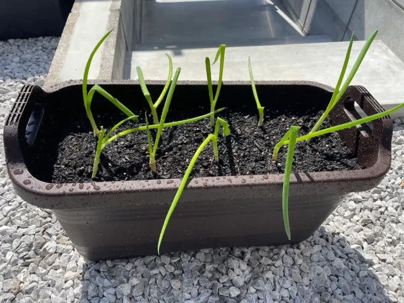 ネギを植え付けた様子