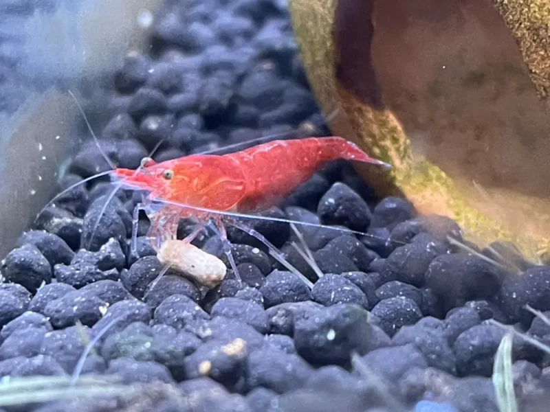 卵を抱えた赤いミナミヌマエビ