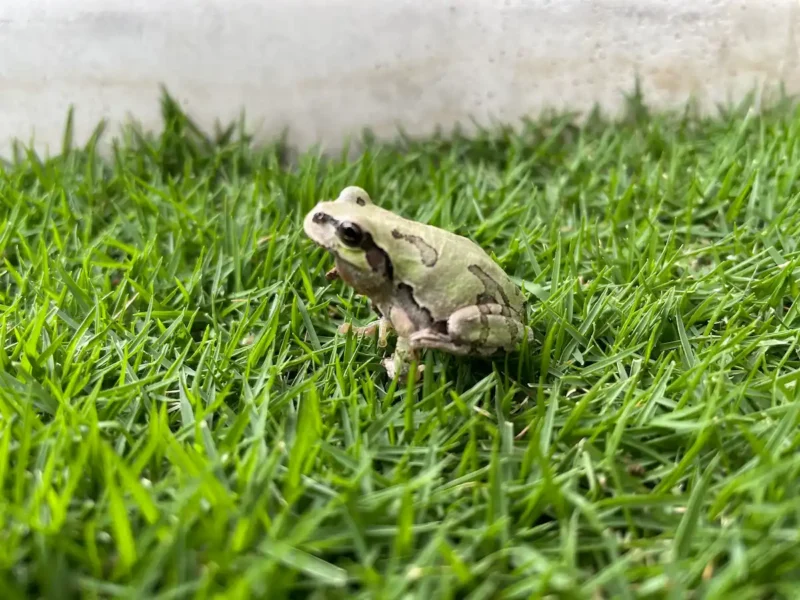芝生に住み着いたカエル