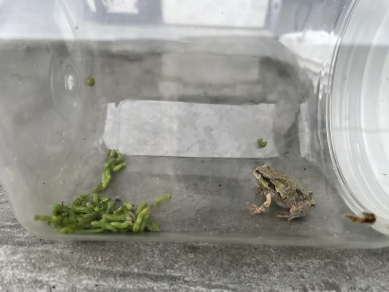 容器の中にカエルとスジキリヨトウムシの幼虫を入れる
